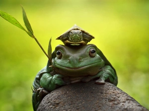 Stone, frog, turtle