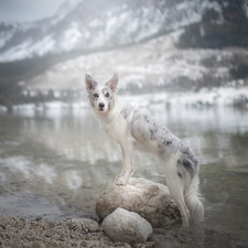 dog, water, Stones, Border Collie