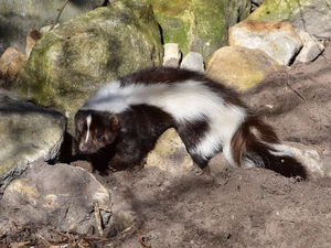 Stones, skunk, boulders