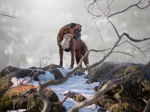 Stones, dog, boxer