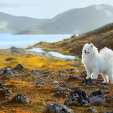 Samojed, White, lake, Stones, Mountains, dog