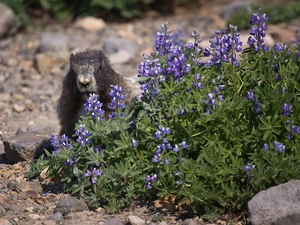 Stones, whistler, Flowers