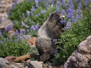 Stones, whistler, Flowers