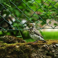 Stones, Moss, thrush, fence, birdies