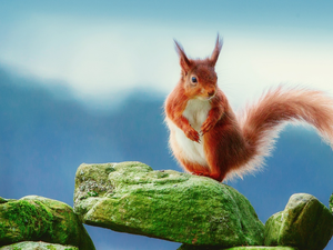 Stones, squirrel, Moss