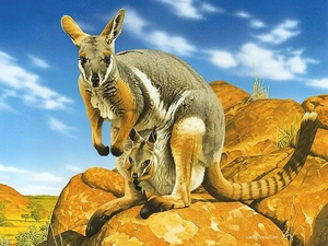 bag, Stones, small, ##, kangaroo