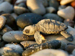 Stones, small, turtle