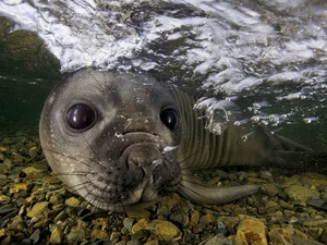 Stones, seal, water