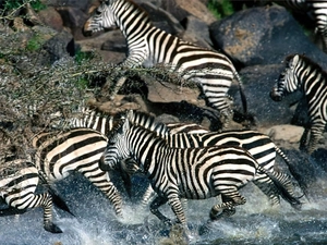 Stones, zebra, water