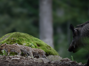 Stones, Piglets, wild