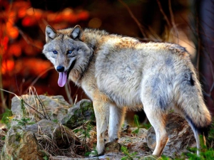 Wolf, litter, forest, Stones