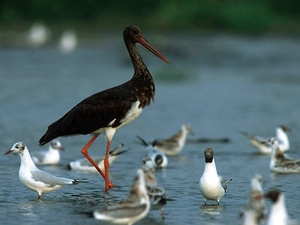 Black, gulls, water, stork