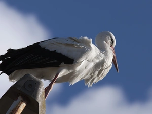 stork, Sky