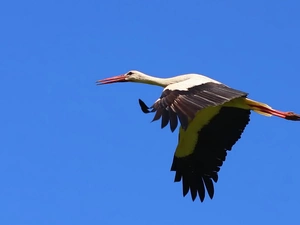 stork
