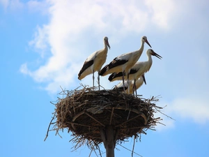 Storks, nest