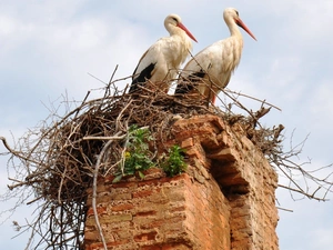nest, Two cars, Storks