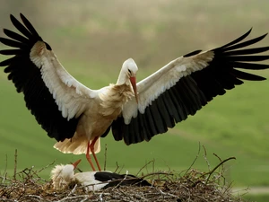 Storks, nest