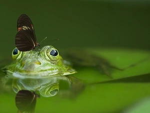 strange frog, butterfly