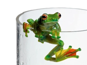 strange frog, cup