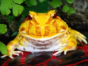 Argentine, strange frog, Yellow Honda