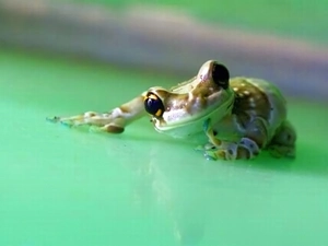 background, strange frog, green ones
