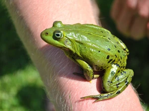 strange frog, hand