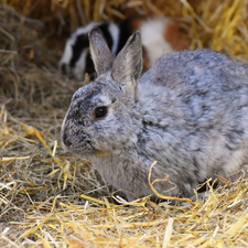 straw, Gray, Rabbit