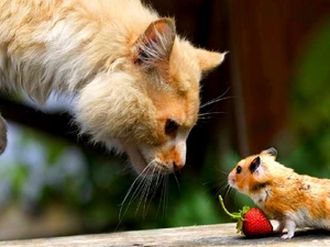 Strawberry, cat, hamster