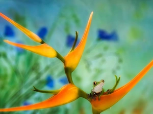 Orange, Green, frog, Strelitzia