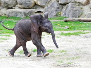 stretching, baby elephant