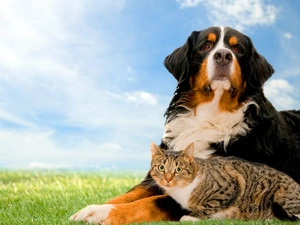 Bernese, pastoral, British Striped cat, dog