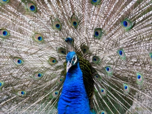 Bird, Striped, tail, Indian Peacock