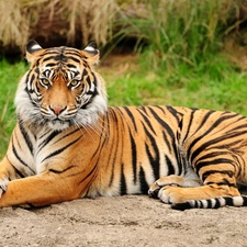 stripes, majestic, tiger