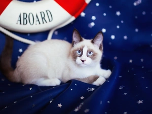 rescue, stuff, Ragdoll, circle, cat