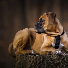 stump, dog, boxer