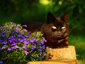 stump, cat, Flowers