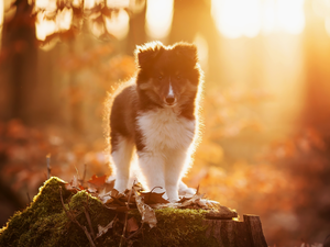 Moss, Leaf, Puppy, stump, shetland Sheepdog