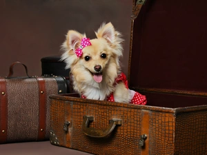 suitcase, doggy, Tounge