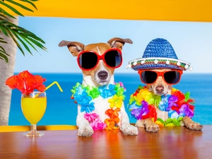 Jack Russell Terrier, summer, Funny, holiday
