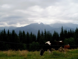 Mountains, Cow, Meadow, summer