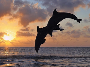 jump, Two cars, sun, sea, east, dolphins
