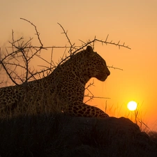 Leopards, Rocks, Bush, sun