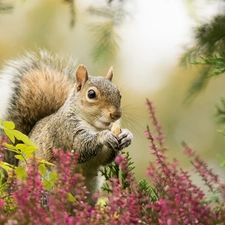 ligh, heathers, flash, trees, squirrel, sun, luminosity