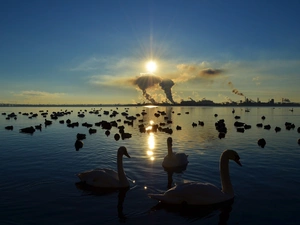 sun, lake, Swan
