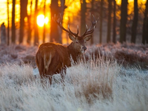 west, forest, deer, sun