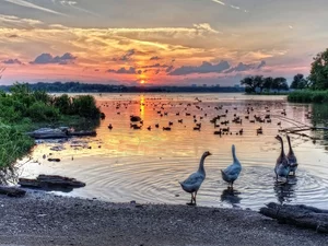 west, lake, geese, sun