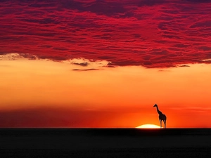 sun, giraffe, west