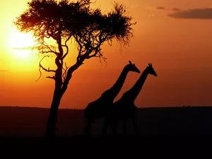 west, giraffe, trees, sun
