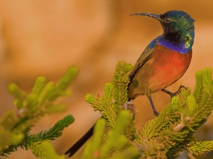 Bird, Orange-breasted Sunbird, Twigs, humming-bird