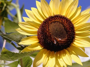 sunflower, bee, an